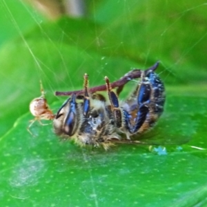 Theridiidae (family) at Isaacs, ACT - 12 Jan 2019