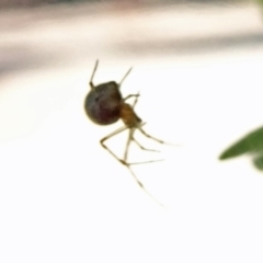 Theridiidae (family) at Isaacs, ACT - 12 Jan 2019