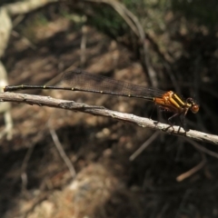 Nososticta solida (Orange Threadtail) at Fyshwick, ACT - 13 Jan 2019 by RodDeb