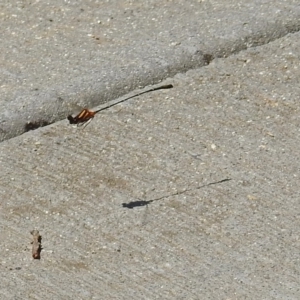 Nososticta solida at Fyshwick, ACT - 13 Jan 2019 10:58 AM