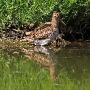 Gallinago hardwickii at Fyshwick, ACT - 13 Jan 2019 10:39 AM