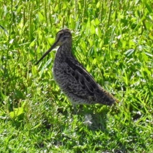 Gallinago hardwickii at Fyshwick, ACT - 13 Jan 2019 10:39 AM