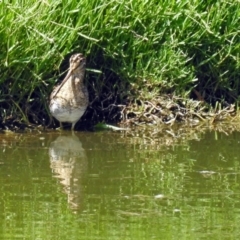 Gallinago hardwickii at Fyshwick, ACT - 13 Jan 2019 10:39 AM