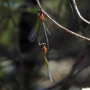 Nososticta solida at Fyshwick, ACT - 13 Jan 2019 11:36 AM