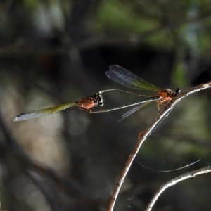 Nososticta solida at Fyshwick, ACT - 13 Jan 2019