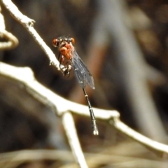 Nososticta solida at Fyshwick, ACT - 13 Jan 2019 11:36 AM