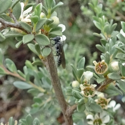 Crabroninae (subfamily) (Unidentified solitary wasp) at Sth Tablelands Ecosystem Park - 10 Jan 2019 by galah681