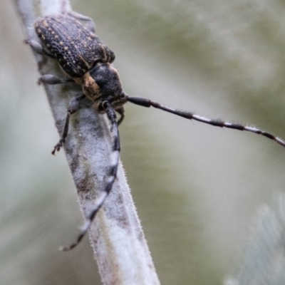 Ancita marginicollis (A longhorn beetle) at Paddys River, ACT - 5 Jan 2019 by SWishart