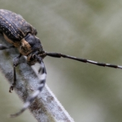 Ancita marginicollis at Tidbinbilla Nature Reserve - 5 Jan 2019 02:16 PM