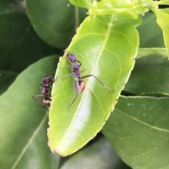 Camponotus suffusus (Golden-tailed sugar ant) at Wolumla, NSW - 13 Jan 2019 by PatriciaDaly