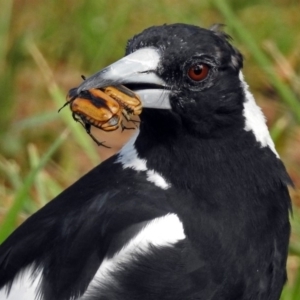 Gymnorhina tibicen at Fyshwick, ACT - 13 Jan 2019