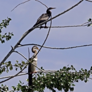 Anhinga novaehollandiae at Fyshwick, ACT - 13 Jan 2019