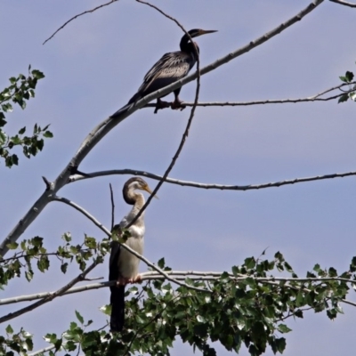 Anhinga novaehollandiae (Australasian Darter) at Fyshwick, ACT - 13 Jan 2019 by RodDeb