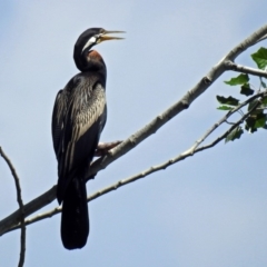 Anhinga novaehollandiae at Fyshwick, ACT - 13 Jan 2019 11:22 AM