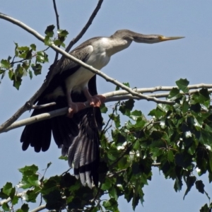 Anhinga novaehollandiae at Fyshwick, ACT - 13 Jan 2019 11:22 AM