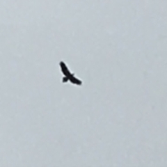 Aquila audax (Wedge-tailed Eagle) at Wolumla, NSW - 9 Jan 2019 by PatriciaDaly