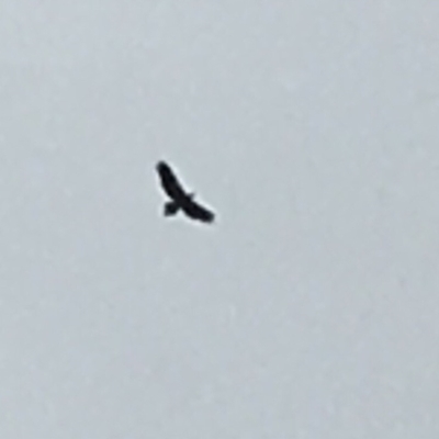 Aquila audax (Wedge-tailed Eagle) at Wolumla, NSW - 9 Jan 2019 by PatriciaDaly