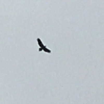 Aquila audax (Wedge-tailed Eagle) at Wolumla, NSW - 8 Jan 2019 by PatriciaDaly