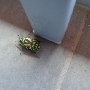 Eupoecila australasiae at Reid, ACT - 17 Dec 2018 12:43 PM