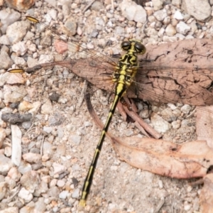 Austrogomphus guerini at Paddys River, ACT - 5 Jan 2019 02:54 PM