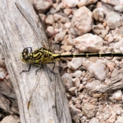 Austrogomphus guerini at Paddys River, ACT - 5 Jan 2019 02:54 PM