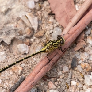 Austrogomphus guerini at Paddys River, ACT - 5 Jan 2019 02:54 PM