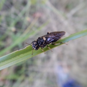 Pergidae sp. (family) at Cook, ACT - 13 Jan 2019 07:42 AM