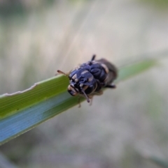 Pergidae sp. (family) at Cook, ACT - 13 Jan 2019 07:42 AM