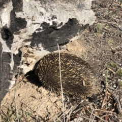 Tachyglossus aculeatus (Short-beaked Echidna) at Amaroo, ACT - 13 Jan 2019 by AaronClausen