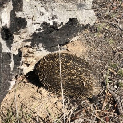 Tachyglossus aculeatus (Short-beaked Echidna) at Amaroo, ACT - 13 Jan 2019 by AaronClausen