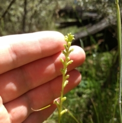 Microtis sp. aff. unifolia at Paddys River, ACT - 13 Jan 2019