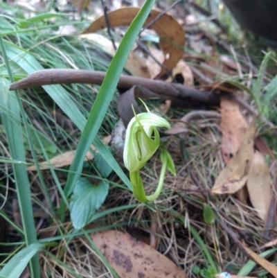 Pterostylis aneba (Small Mountain Greenhood) at Tharwa, ACT - 13 Jan 2019 by MattM