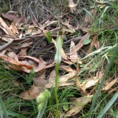 Pterostylis aneba at Tharwa, ACT - 13 Jan 2019