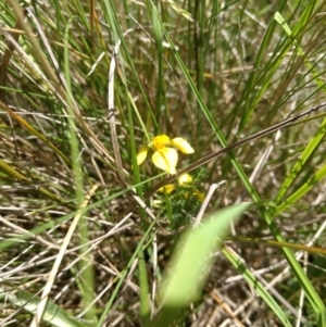 Diuris monticola at Paddys River, ACT - suppressed