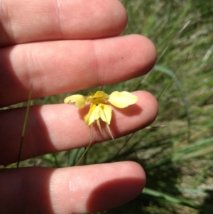 Diuris monticola at Paddys River, ACT - suppressed