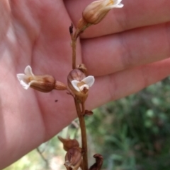 Gastrodia sesamoides (Cinnamon Bells) at Namadgi National Park - 13 Jan 2019 by MattM