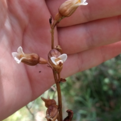 Gastrodia sesamoides (Cinnamon Bells) at Namadgi National Park - 13 Jan 2019 by MattM