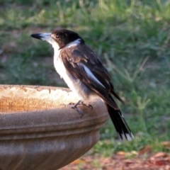 Cracticus torquatus (Grey Butcherbird) at Macarthur, ACT - 13 Jan 2019 by RodDeb