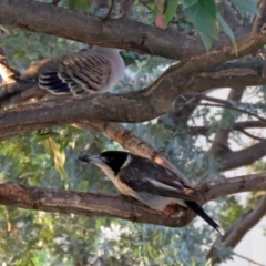 Cracticus torquatus at Macarthur, ACT - 13 Jan 2019