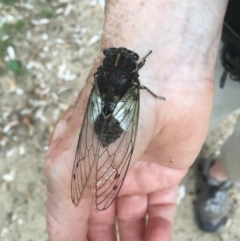 Arunta perulata (White Drummer) at Bawley Point, NSW - 13 Jan 2019 by Marg