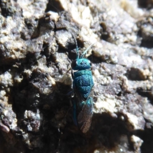 Primeuchroeus sp. (genus) at Namadgi National Park - 13 Jan 2019