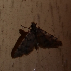 Metasia liophaea (A Crambid moth) at Cotter River, ACT - 13 Jan 2019 by Christine