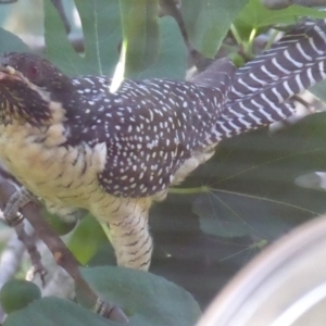 Eudynamys orientalis at Flynn, ACT - 13 Jan 2019