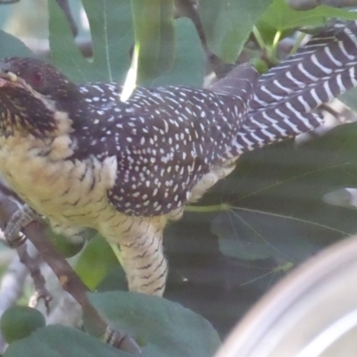 Eudynamys orientalis (Pacific Koel) at Flynn, ACT - 13 Jan 2019 by Christine