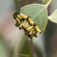 Paropsis atomaria (Eucalyptus leaf beetle) at Dunlop, ACT - 9 Feb 2019 by Alison Milton