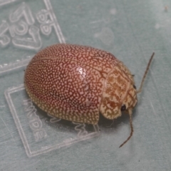 Paropsis atomaria at Dunlop, ACT - 10 Feb 2019