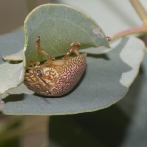 Paropsis atomaria at Dunlop, ACT - 10 Feb 2019