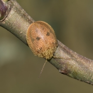 Paropsis atomaria at Dunlop, ACT - 10 Feb 2019