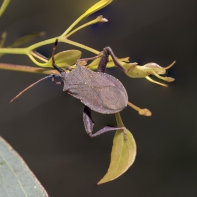 Amorbus sp. (genus) (Eucalyptus Tip bug) at The Pinnacle - 10 Jan 2019 by Alison Milton