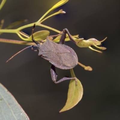 Amorbus sp. (genus) (Eucalyptus Tip bug) at The Pinnacle - 10 Jan 2019 by AlisonMilton